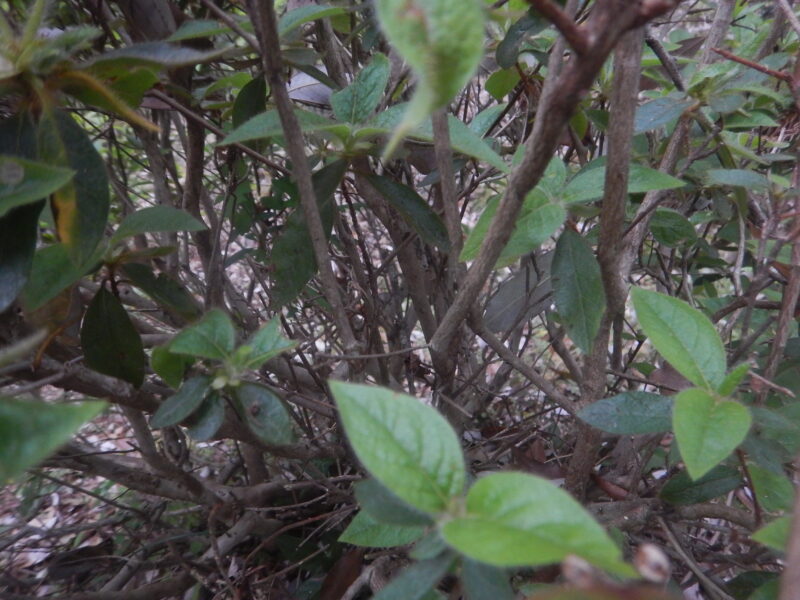 ミツバツツジの樹