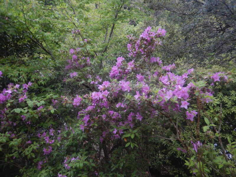 ミツバツツジの花