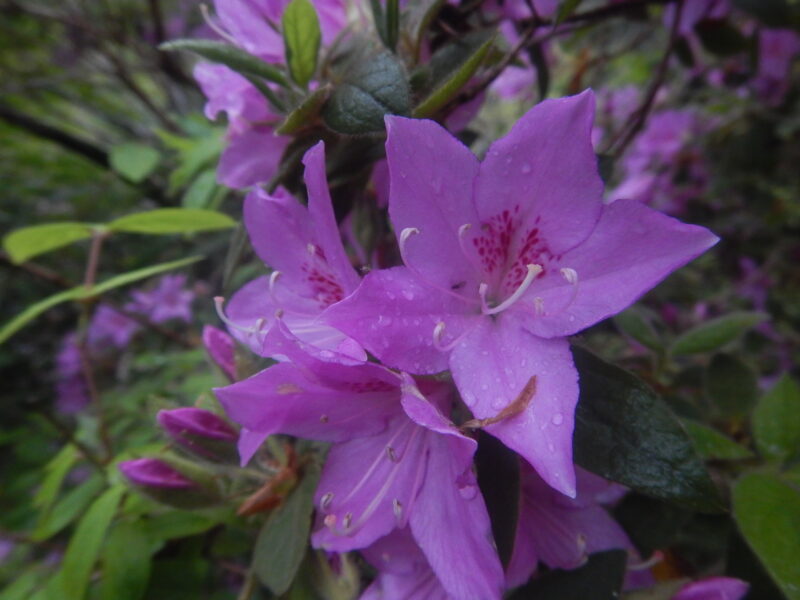 ミツバツツジの花