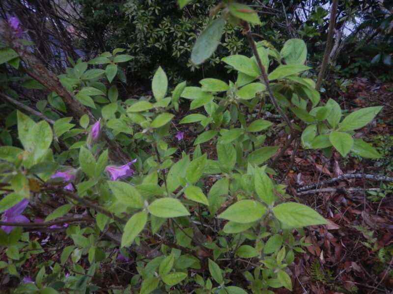 ミツバツツジの葉