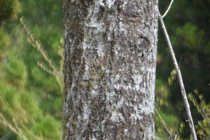 バッコヤナギの樹皮