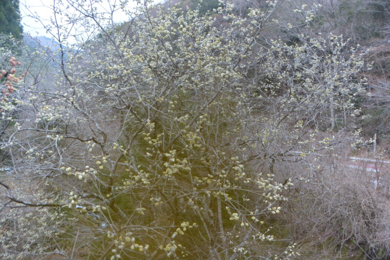 バッコヤナギの樹