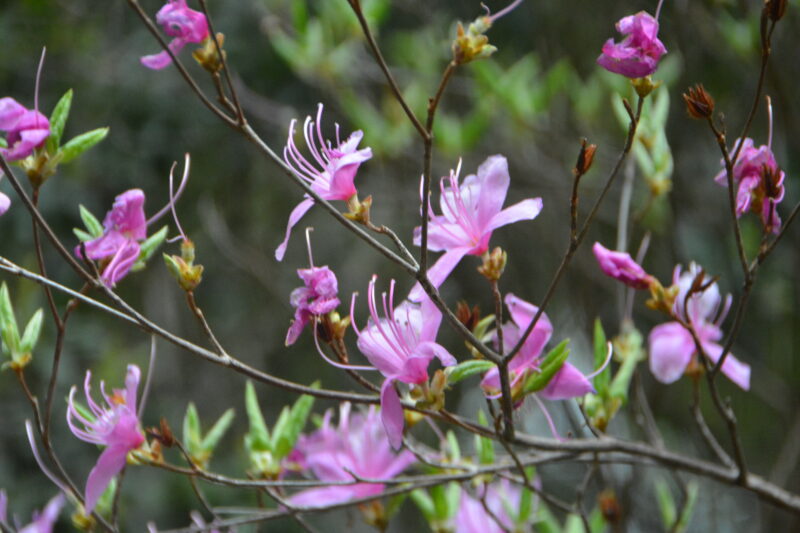 コバノミツバツツジの花