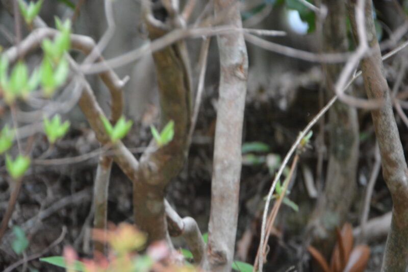 コノハミツバツツジの幹