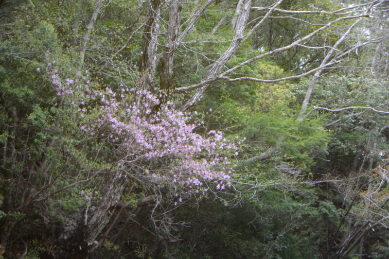 樹々の間で咲くコバノミツバツツジ