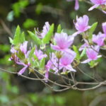 コバノミツバツツジ