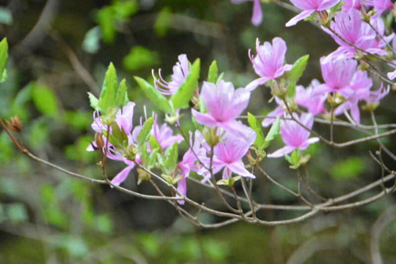 コバノミツバツツジ