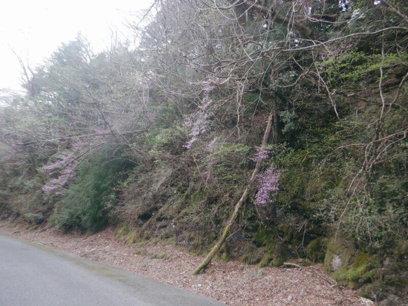林道沿いに咲く花