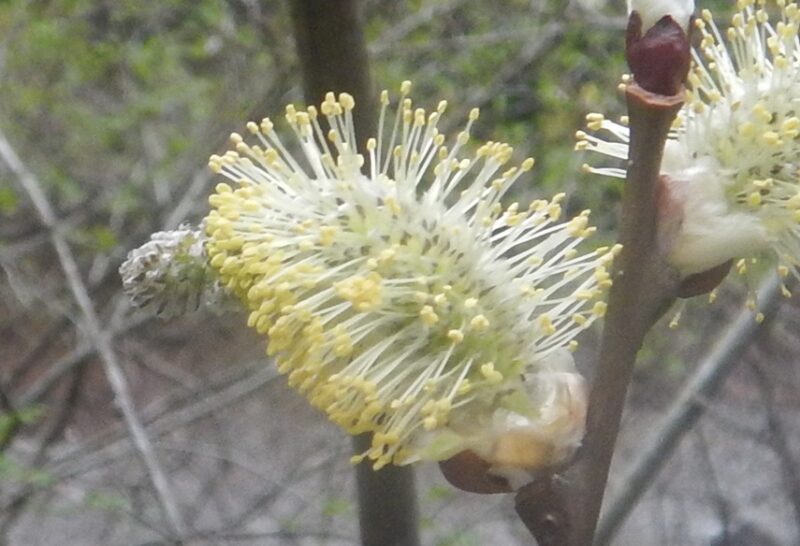 近いづいて見た花