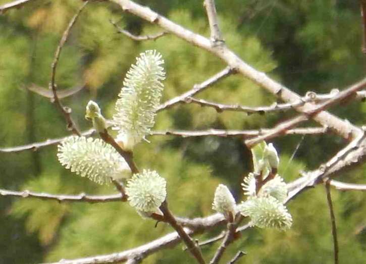 バッコヤナギの雌花