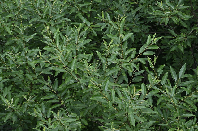 バッコヤナギの葉