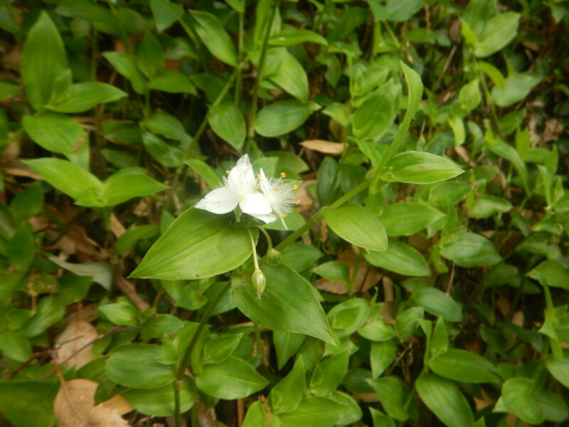 トキワツユクサの花