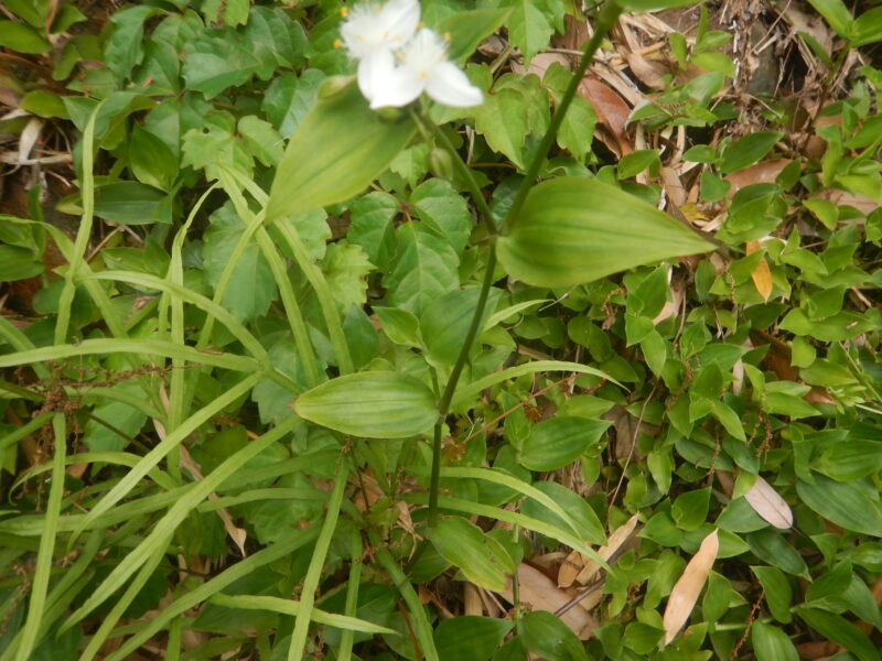 トキワツユクサの茎