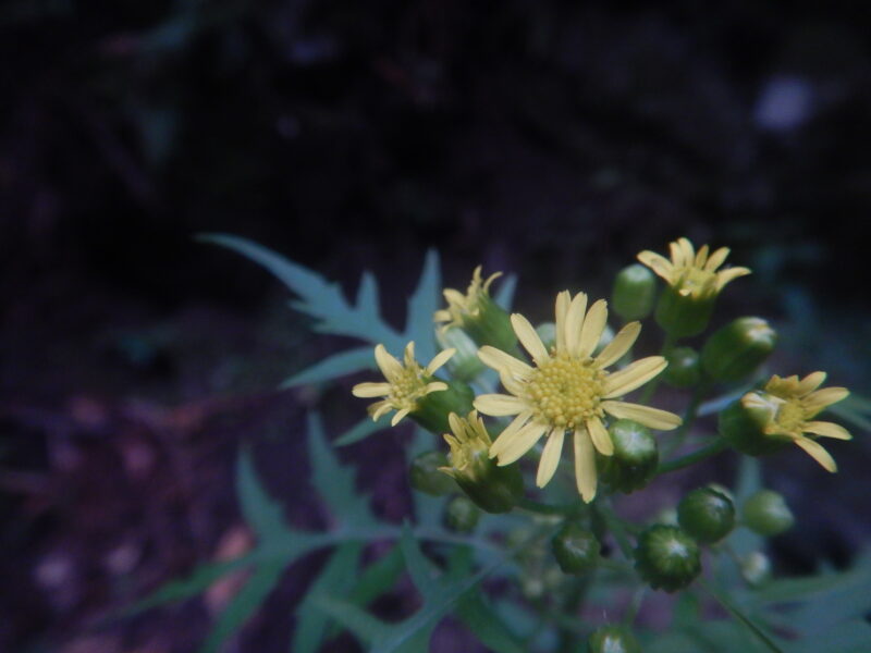 サワギクの花