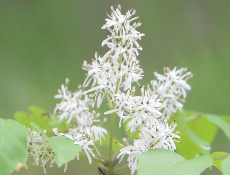 拡大したマルバアオダモの花