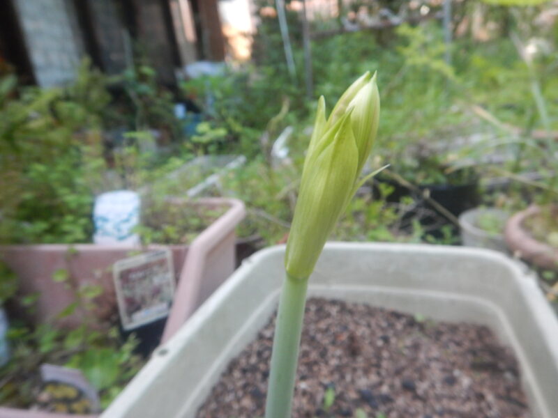 伸びてきた茎