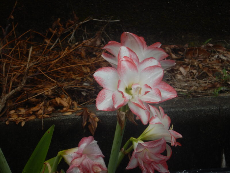白に赤い縁どりの花