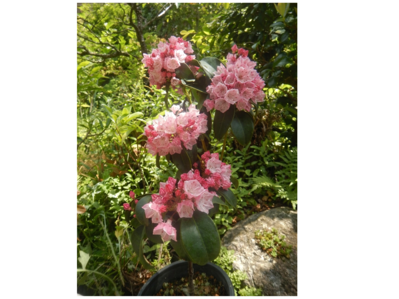 カルミヤの花