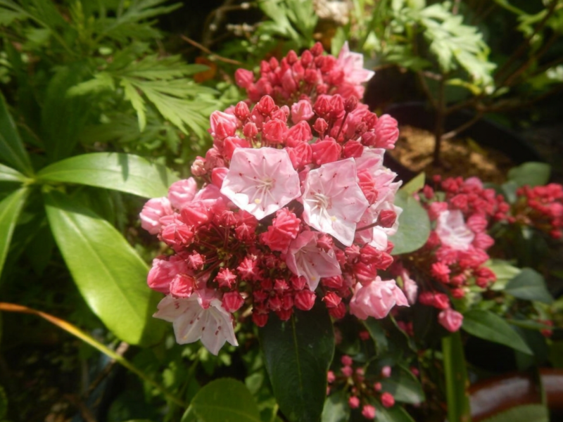 カルミアの花と蕾