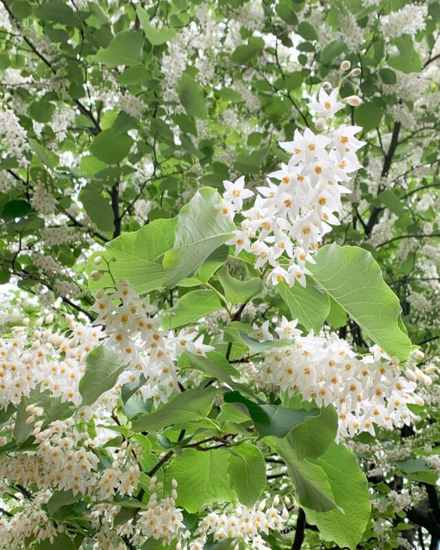 たくさん咲く花