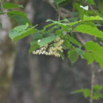 ハクウンボクの花