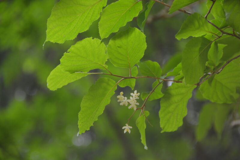 ハクウンボクの花