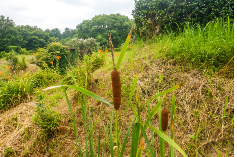 植物園のガマ