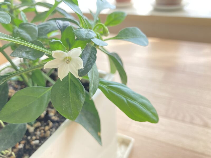 ゴシキトウガラシの花