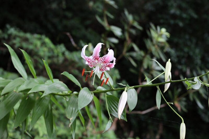 葉は茎に互生し、枝分かれした先に咲く花