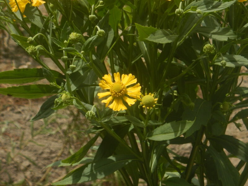 ダンゴギクの花