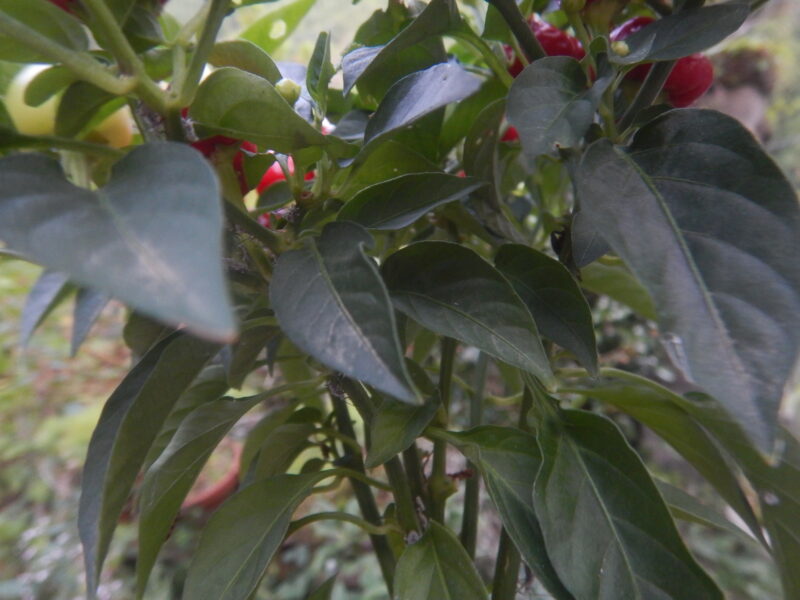 ゴショクトウガラシの葉や茎