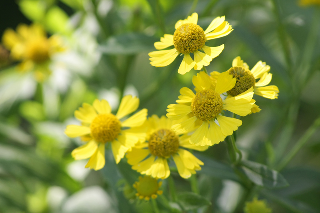 円筒花が団子状のダンゴギク