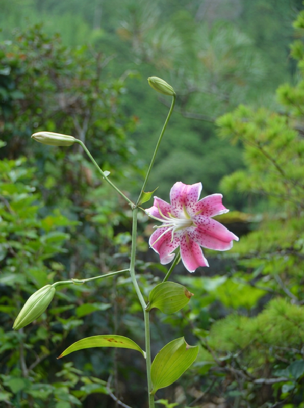 つぎつぎに咲く花