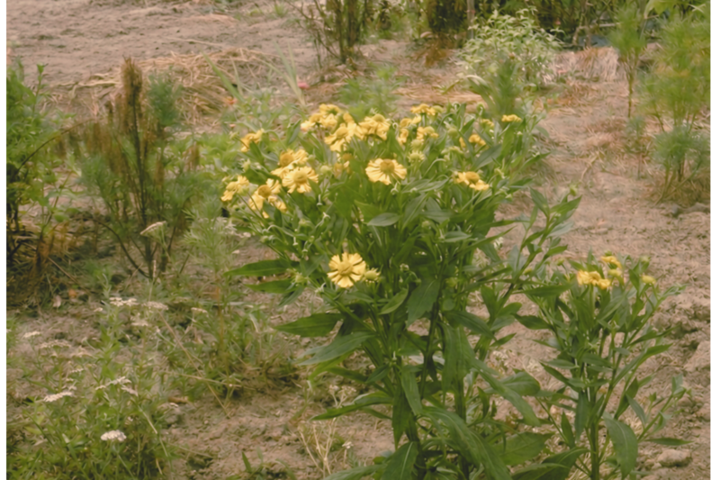 ダンゴギクの茎