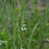ノジトラノオの花