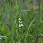 ノジトラノオの花