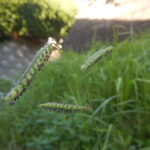 シマスズメノヒエ